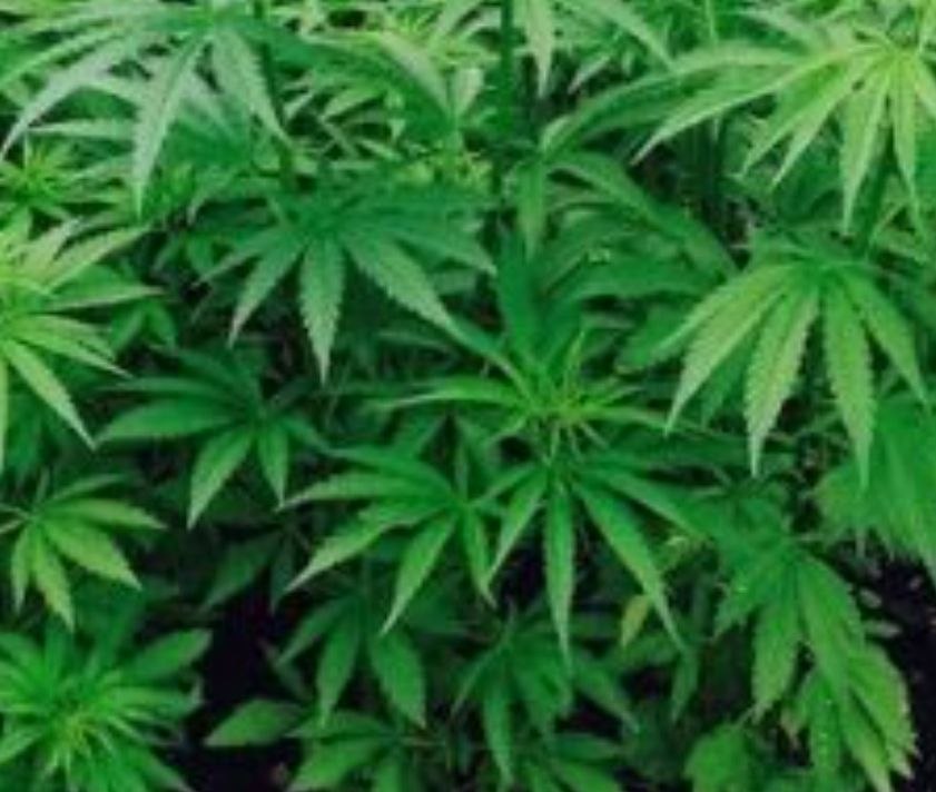 ENDÜSTRİYEL KENEVİR PROJEMİZ